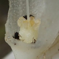 Cryptocoryne wendtii de Wit